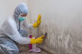 Why You Should Choose Our Mold Remediation Services in Beaver Dam Lake, NY